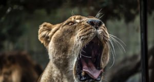 అమెరికాలో కలకలంః భారత అభ్యర్థి ని ఉగ్రవాదిగా పోస్టర్లు