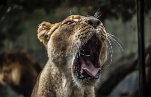 అమెరికాలో కలకలంః భారత అభ్యర్థి ని ఉగ్రవాదిగా పోస్టర్లు